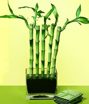 Ankara Aya iekilik grsel iek modeli firmamzdan Lucky Bamboo ans melei iei bambu iei