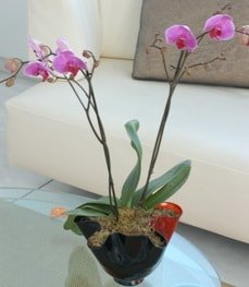 vazo ierisinde ki dall saks orkide iei Ankara iekilik grsel rn modeli 