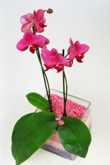 vazo ierisinde iki dall saks orkide iei Ankara Ostim iek firmasndan