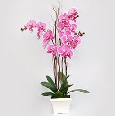 Ankara Aya Balum ieki firma rnmz 4 dall orkide iei canl iekler