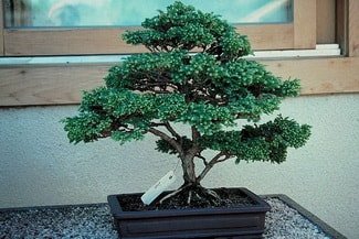 Ankara Aya Demetevler ieki firma rnmz Bonsai kk japon aac i mekan ss bitkisi