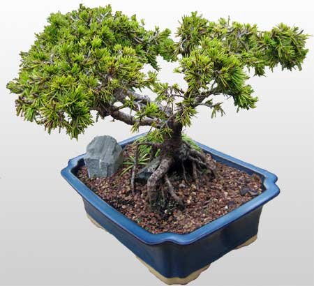 Ankara Aya ieki firmamzdan Bonsai kk japon aac i mekan ss bitkisi