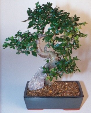 Bonsai kk japon aac i mekan ss bitkisi Ankara Ostim iek firmasndan