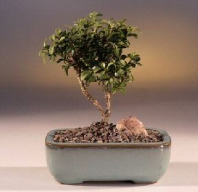 Bonsai kk japon aac i mekan ss bitkisi Ankara iekilik grsel rn modeli 