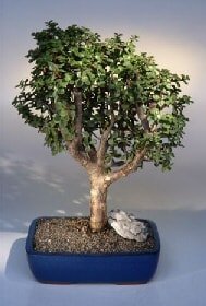 Bonsai kk japon aac i mekan ss bitkisi Ankara iek gnderimi site rnmz