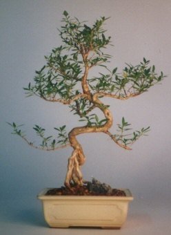 Bonsai kk japon aac i mekan ss bitkisi Ankara ieki dkkanmzdan