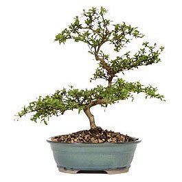 Bonsai kk japon aac i mekan ss bitkisi Ankara iek sat firma rnmz