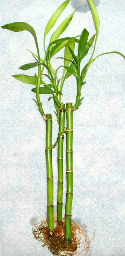 Kaliteli ve fiyat ucuz bir rn Lucky Bamboo ans melei iei bambu iei