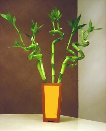 Sizlere zel farkl bir tanzim modeli Lucky Bamboo ans melei iei bambu iei