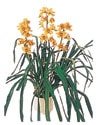 Ankara Aya Ostim iek gnder en ok satlan rnmz 1 dal saks orkide iei i mekan ss bitkisi iei